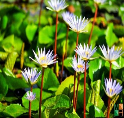 Tranh dán tường hoa súng 3D FW - 304